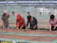 Farmers process Fructus Trichosanthis at a planting base in Lianyungang, Jiangsu province, China, on November 3, 2024. (