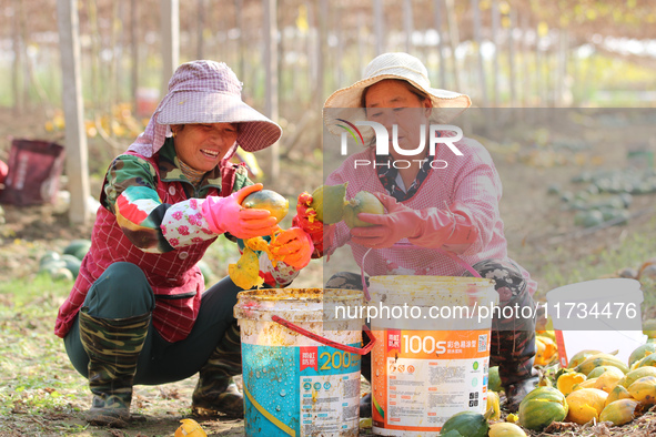 Farmers process Fructus Trichosanthis at a planting base in Lianyungang, Jiangsu province, China, on November 3, 2024. 