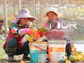 Farmers process Fructus Trichosanthis at a planting base in Lianyungang, Jiangsu province, China, on November 3, 2024. (