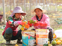 Farmers process Fructus Trichosanthis at a planting base in Lianyungang, Jiangsu province, China, on November 3, 2024. (