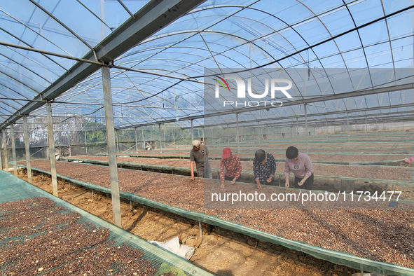 Farmers process Fructus Trichosanthis at a planting base in Lianyungang, Jiangsu province, China, on November 3, 2024. 