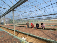 Farmers process Fructus Trichosanthis at a planting base in Lianyungang, Jiangsu province, China, on November 3, 2024. (