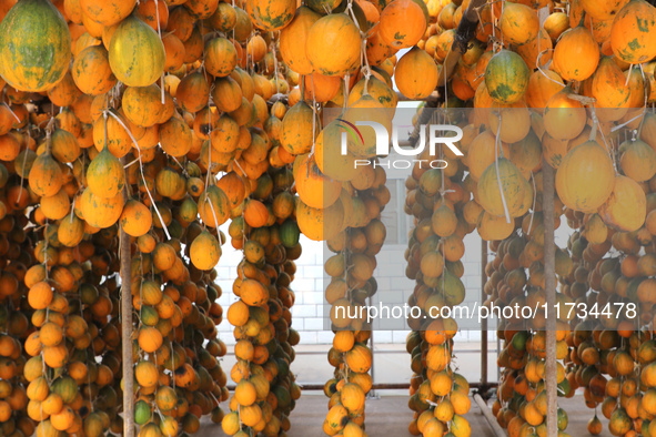 Farmers dry Fructus Trichosanthis at a planting base in Lianyungang, Jiangsu province, China, on November 3, 2024. 