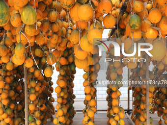 Farmers dry Fructus Trichosanthis at a planting base in Lianyungang, Jiangsu province, China, on November 3, 2024. (