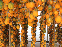 Farmers dry Fructus Trichosanthis at a planting base in Lianyungang, Jiangsu province, China, on November 3, 2024. (