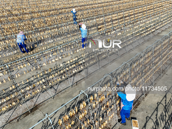 Workers dry squid at a seafood processing company in Zhanmao Industrial Park in Zhoushan, China, on November 3, 2024. 