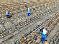 Workers dry squid at a seafood processing company in Zhanmao Industrial Park in Zhoushan, China, on November 3, 2024. (