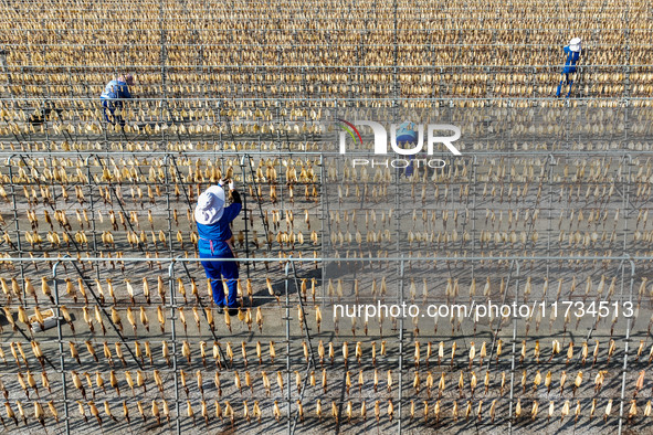 A worker dries squid at a seafood processing company in Zhanmao Industrial Park in Zhoushan, China, on November 3, 2024. 