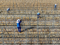 A worker dries squid at a seafood processing company in Zhanmao Industrial Park in Zhoushan, China, on November 3, 2024. (