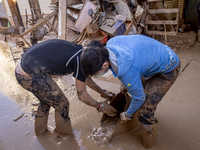 Thousands of volunteers participate in cleaning the areas affected by the floods of October 29 in Valencia. Towns such as Massanassa, Alfafa...