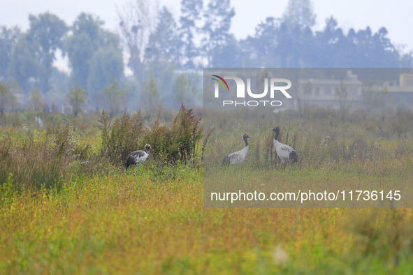 The first batch of migratory black-necked cranes to overwinter this year is seen at the Caohai National Nature Reserve in Weining Autonomous...