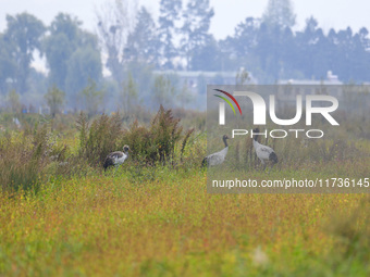 The first batch of migratory black-necked cranes to overwinter this year is seen at the Caohai National Nature Reserve in Weining Autonomous...