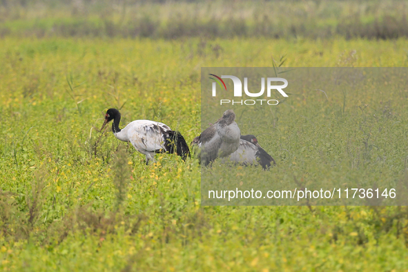 The first batch of migratory black-necked cranes to overwinter this year is seen at the Caohai National Nature Reserve in Weining Autonomous...