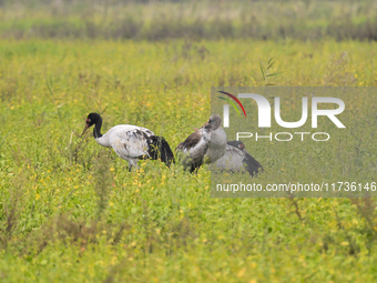 The first batch of migratory black-necked cranes to overwinter this year is seen at the Caohai National Nature Reserve in Weining Autonomous...