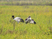 The first batch of migratory black-necked cranes to overwinter this year is seen at the Caohai National Nature Reserve in Weining Autonomous...