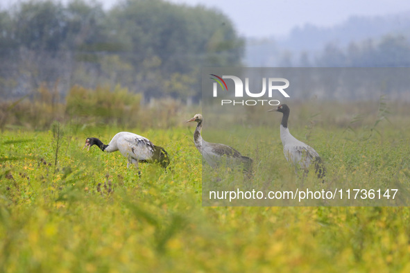 The first batch of migratory black-necked cranes to overwinter this year is seen at the Caohai National Nature Reserve in Weining Autonomous...