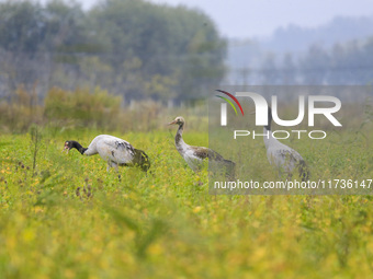 The first batch of migratory black-necked cranes to overwinter this year is seen at the Caohai National Nature Reserve in Weining Autonomous...