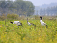 The first batch of migratory black-necked cranes to overwinter this year is seen at the Caohai National Nature Reserve in Weining Autonomous...