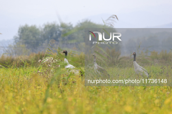 The first batch of migratory black-necked cranes to overwinter this year is seen at the Caohai National Nature Reserve in Weining Autonomous...