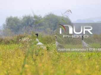 The first batch of migratory black-necked cranes to overwinter this year is seen at the Caohai National Nature Reserve in Weining Autonomous...