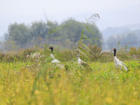 The first batch of migratory black-necked cranes to overwinter this year is seen at the Caohai National Nature Reserve in Weining Autonomous...