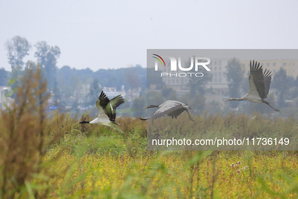 The first batch of migratory black-necked cranes to overwinter this year is seen at the Caohai National Nature Reserve in Weining Autonomous...