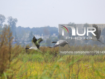 The first batch of migratory black-necked cranes to overwinter this year is seen at the Caohai National Nature Reserve in Weining Autonomous...