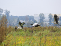 The first batch of migratory black-necked cranes to overwinter this year is seen at the Caohai National Nature Reserve in Weining Autonomous...