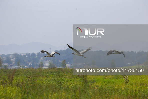 The first batch of migratory black-necked cranes to overwinter this year is seen at the Caohai National Nature Reserve in Weining Autonomous...