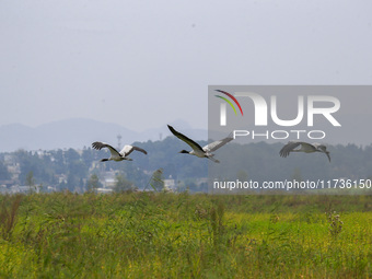 The first batch of migratory black-necked cranes to overwinter this year is seen at the Caohai National Nature Reserve in Weining Autonomous...