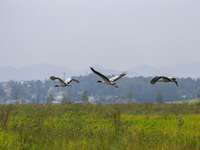 The first batch of migratory black-necked cranes to overwinter this year is seen at the Caohai National Nature Reserve in Weining Autonomous...