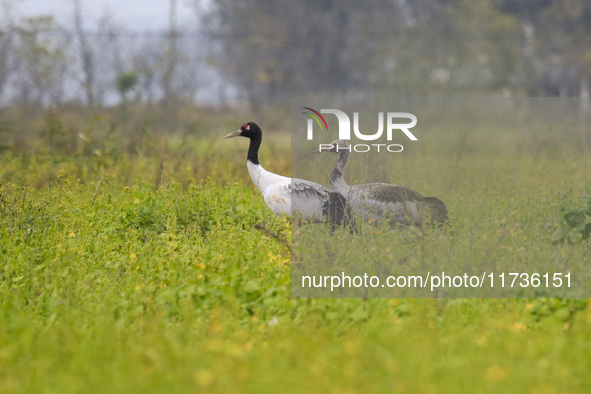 The first batch of migratory black-necked cranes to overwinter this year is seen at the Caohai National Nature Reserve in Weining Autonomous...