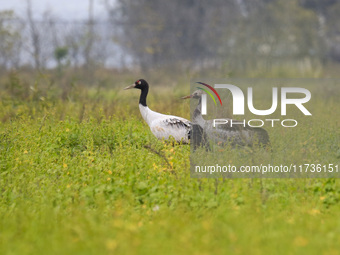 The first batch of migratory black-necked cranes to overwinter this year is seen at the Caohai National Nature Reserve in Weining Autonomous...