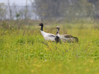 The first batch of migratory black-necked cranes to overwinter this year is seen at the Caohai National Nature Reserve in Weining Autonomous...