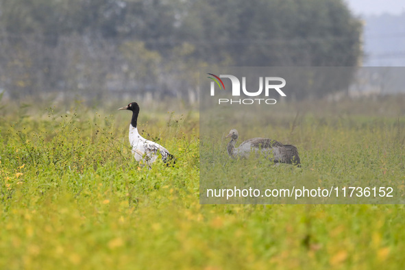 The first batch of migratory black-necked cranes to overwinter this year is seen at the Caohai National Nature Reserve in Weining Autonomous...