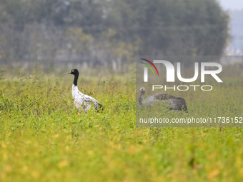 The first batch of migratory black-necked cranes to overwinter this year is seen at the Caohai National Nature Reserve in Weining Autonomous...