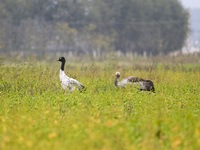 The first batch of migratory black-necked cranes to overwinter this year is seen at the Caohai National Nature Reserve in Weining Autonomous...