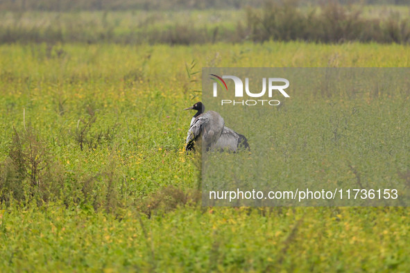 The first batch of migratory black-necked cranes to overwinter this year is seen at the Caohai National Nature Reserve in Weining Autonomous...