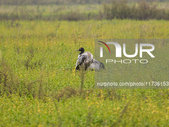 The first batch of migratory black-necked cranes to overwinter this year is seen at the Caohai National Nature Reserve in Weining Autonomous...