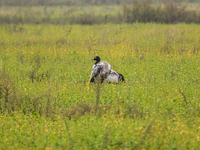 The first batch of migratory black-necked cranes to overwinter this year is seen at the Caohai National Nature Reserve in Weining Autonomous...