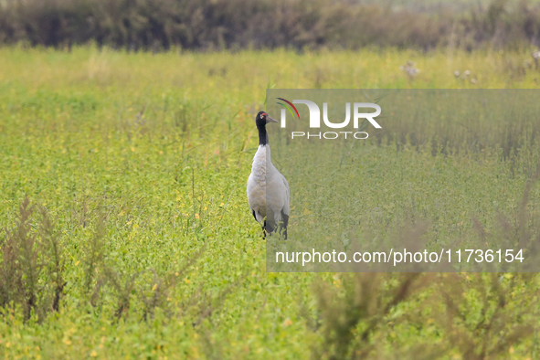 The first batch of migratory black-necked cranes to overwinter this year is seen at the Caohai National Nature Reserve in Weining Autonomous...