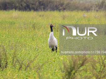 The first batch of migratory black-necked cranes to overwinter this year is seen at the Caohai National Nature Reserve in Weining Autonomous...