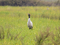 The first batch of migratory black-necked cranes to overwinter this year is seen at the Caohai National Nature Reserve in Weining Autonomous...