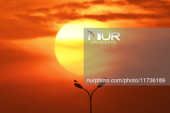 Two red-billed gulls watch dusk on a street lamp at the Baisha River estuary wetland in Liuting Street, Chengyang District, Qingdao, Shandon...