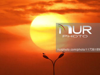 Two red-billed gulls watch dusk on a street lamp at the Baisha River estuary wetland in Liuting Street, Chengyang District, Qingdao, Shandon...