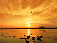 A photo taken on November 3, 2024, shows the sunset glow and returning birds at the Baisha River Estuary wetland in Liuting Street, Chengyan...