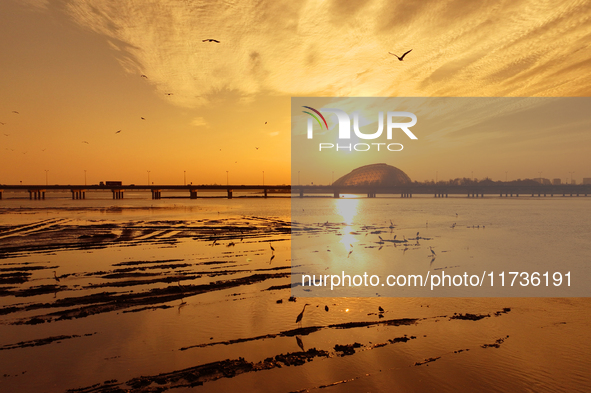 Flocks of herons feed in the sunset glow at the Baisha River estuary wetland in Liuting Street, Chengyang district, Qingdao, China, on Novem...