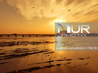 Flocks of herons feed in the sunset glow at the Baisha River estuary wetland in Liuting Street, Chengyang district, Qingdao, China, on Novem...