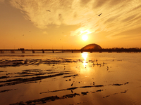 Flocks of herons feed in the sunset glow at the Baisha River estuary wetland in Liuting Street, Chengyang district, Qingdao, China, on Novem...