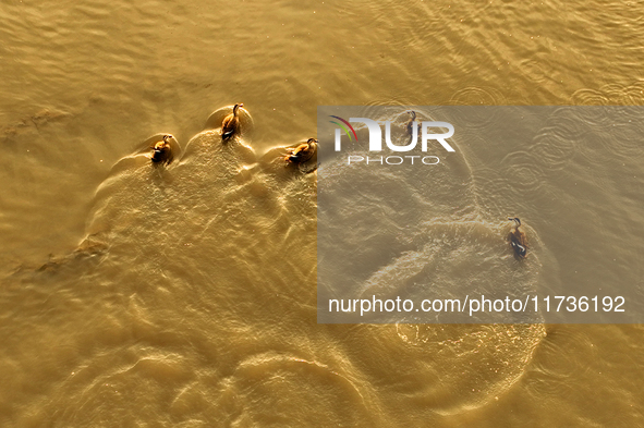 Four spotted billed ducks swim on the water in the estuary wetland of Baisha River, Liuting Street, Chengyang District, in Qingdao, China, o...